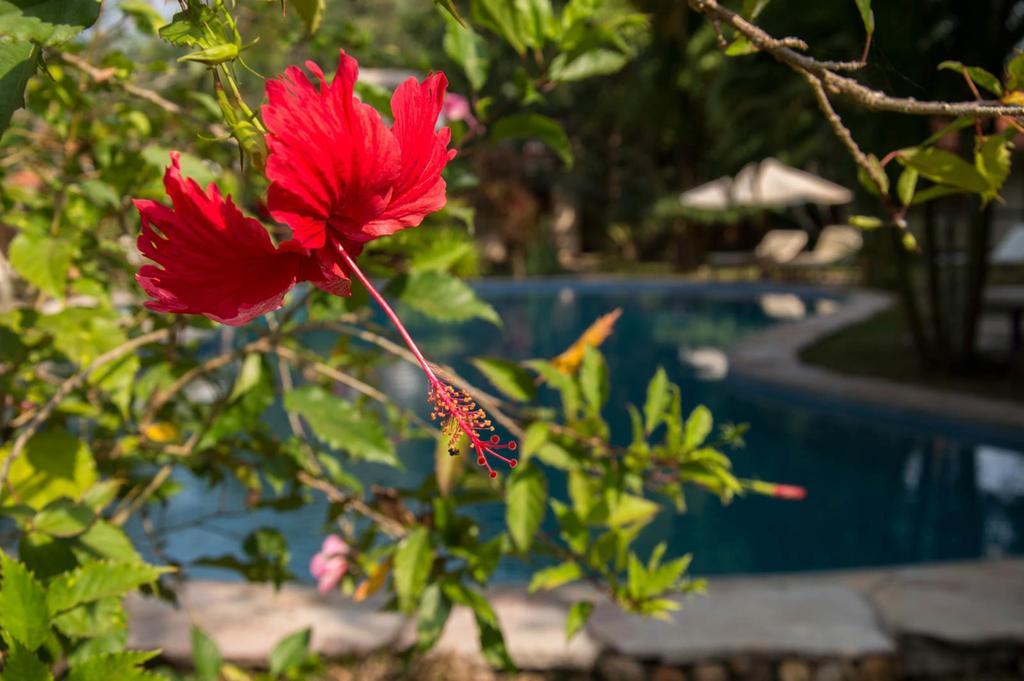 קפ Le Flamboyant Resort מראה חיצוני תמונה